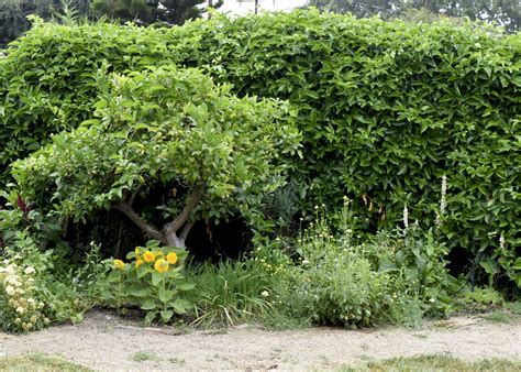 Passion Fruit Vine Winter