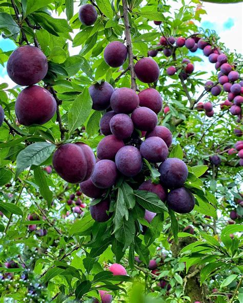 Types of plum trees best plum tree varieties – Artofit