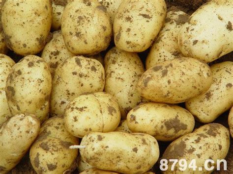 马铃薯(土豆)的功效与作用及食用禁忌 马铃薯的营养价值成分表 - 8794网