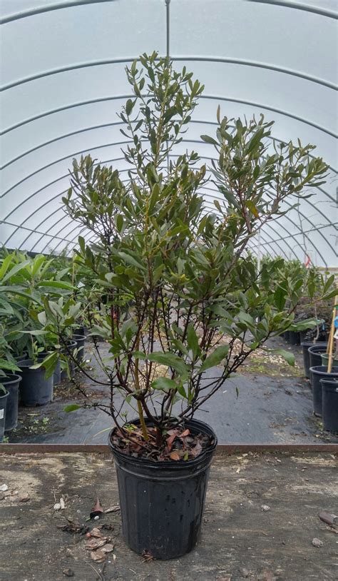 Southern Wax Myrtle Plant - Bob Wells Nursery - U.S. Shipping