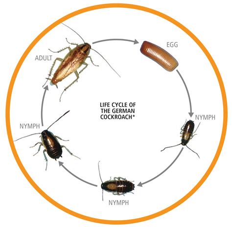 Cockroach Lifecycle 的图像结果