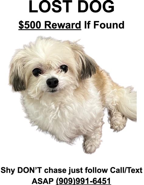 (UPDATED): Lost Dog (Mochi) @ UCSD -- Pls call 9099916451 if found ...