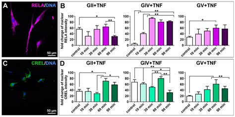 Targeting Key Signaling Pathways in Glioblastoma Stem Cells for the ...