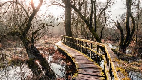 Wallpaper bridge, river, trees, branches hd, picture, image