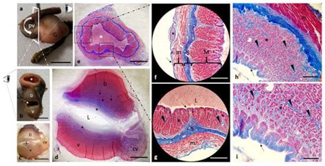 The Alimentary Tract of African Bony-Tongue, Heterotis niloticus ...