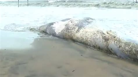Monstrous blue whale carcass washes up on Kozhikode beach; massive ...