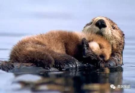 Little Sea Otter Became Popular - Novel Translate