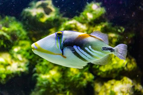 Image result for Catching Triggerfish