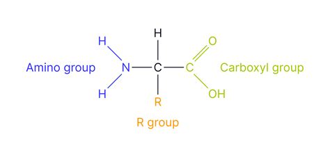 Amino Acids - AQA A-Level Biology