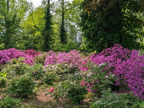 When Do Azaleas Bloom? A Gardener's Guide to Azalea Bloom Times - The ...