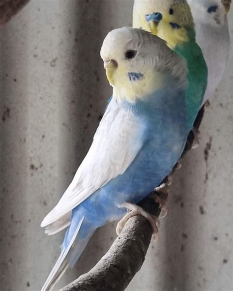 Your Guide to Budgie Colors: What Color is Your Budgie? - The Budgie ...