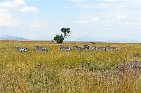 Premium Photo | Great migration of zebras in the masai mara.