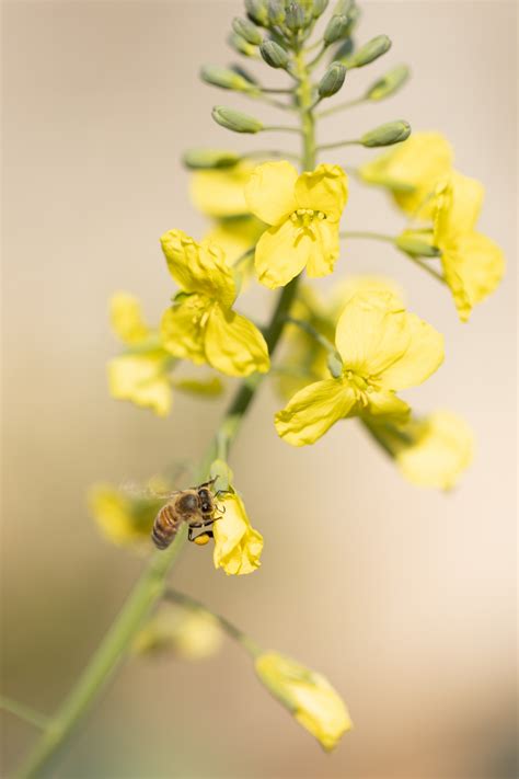 Broccoli Flower Cluster