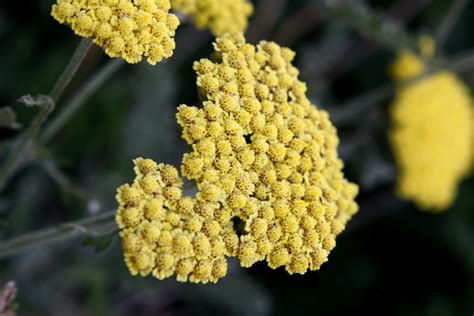 Yellow Yarrow Illustration