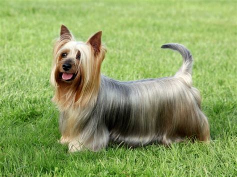 Silky Terrier vs Yorkshire Terrier: Key Differences Explored