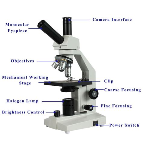 Image result for Video Microscope Play