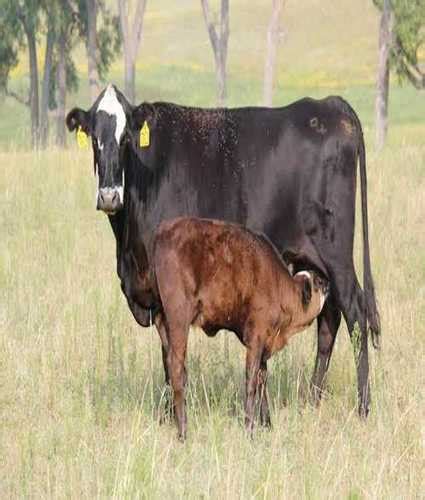 Hf Cow/Devidyal Dairy Farm