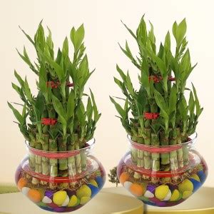 Wood Gibbs Three Layer Bamboo Plant Price in India - Buy Wood Gibbs ...