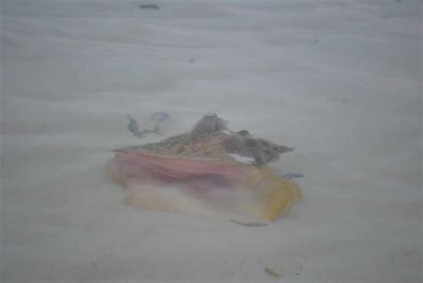 Image result for Cleaning Conch Shells