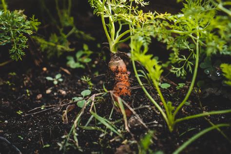 The Best and Worst Carrot Companion Plants — Meadowlark Journal