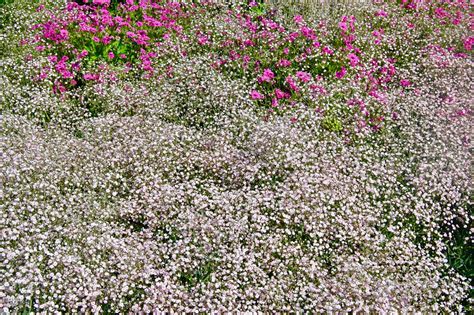 Red Creeping Thyme Lawn Missouri at Joel Sherwin blog