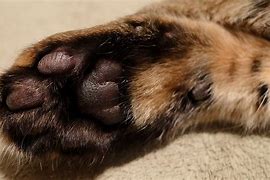 Image result for Gray Bunny Paw