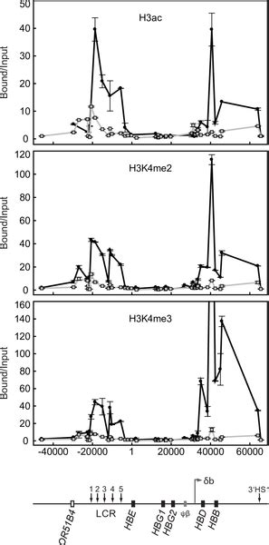 Image result for Locus Control Region Gene Expression