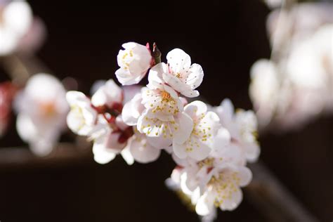 How to Grow Japanese Apricot