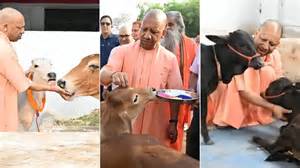 'Cows are Foundation of India's Prosperity': CM Yogi Performs Govardhan ...