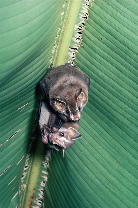 Echolocation & Evolution: How Bats Continue to Redefine Their Diets and Adapt to the Night - Bat ...