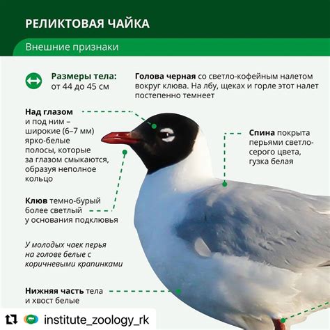 АЛАКӨЛ ҚОРЫҒЫ, АЛАКОЛЬСКИЙ ЗАПОВЕДНИК | РЕДКИЙ ВИД ПТИЦ Одним из ярких ...