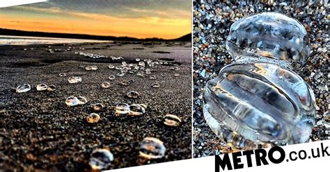 Image result for Alien Beach