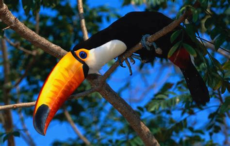 Wallpaper bird, exotic, tookie for mobile and desktop, section животные ...