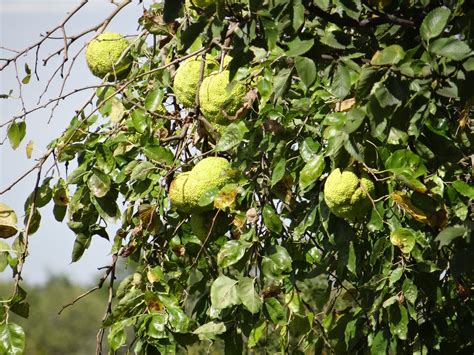 Hedge Apples, Hedge Balls, Mock Oranges | Nebraskaland Magazine
