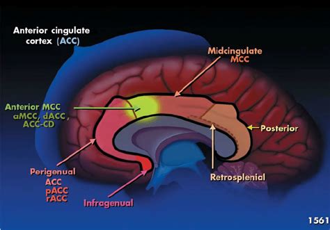 Cingulate cortex Anatomy 的图像结果