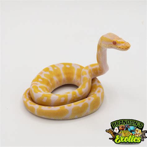 Cute Ball Python 的图像结果