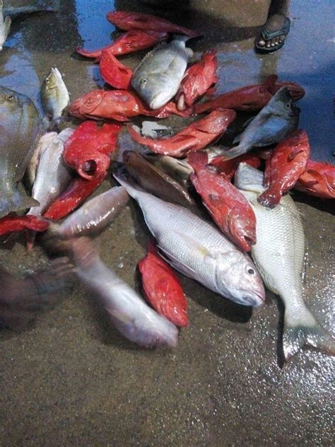 FLY OCEAN SEAFOODS | Colachel | Export and Import | Ukno - You Know