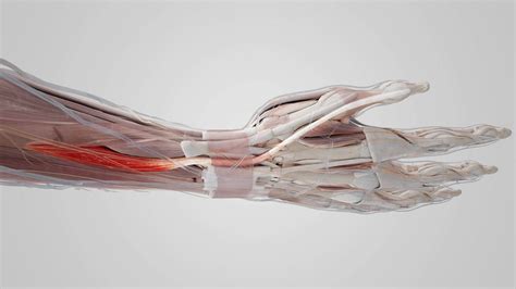 Extensor Pollicis Longus 的图像结果
