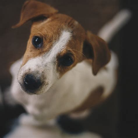 Check Out These Animal Shelters In Kolkata I LBB, Kolkata