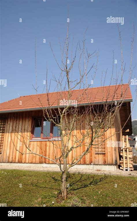 Image result for Plum Tree Pruning