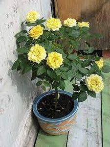 Cloud Farm Rose Plant Price in India - Buy Cloud Farm Rose Plant online ...