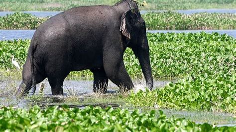 Tribal Man Killed in Elephant Attack in Kerala’s Nilambur Forest