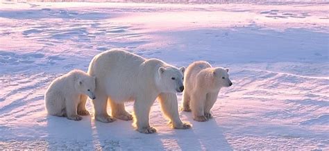 Polar bear features for adaptation.(in brief) - Brainly.in