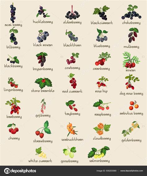 Types of Berries in the Edible Garden