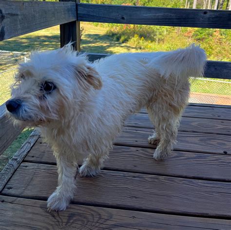 Zager - Hollow Creek Farm
