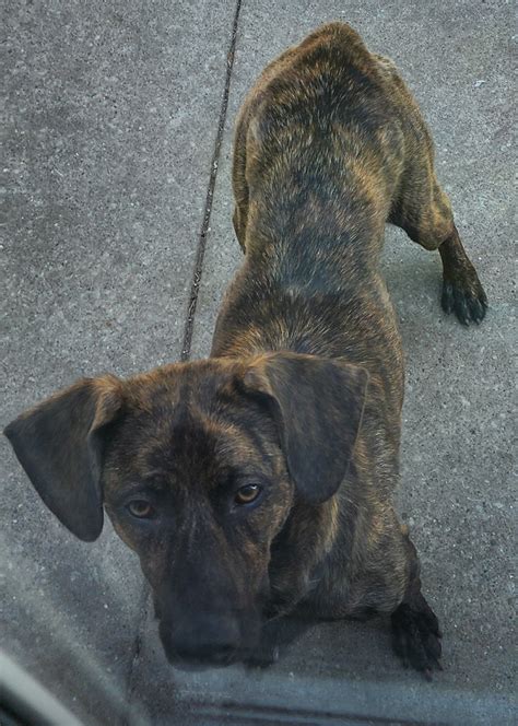 Adopt - River Valley Animal Rescue