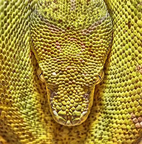 Pythonidae Chart 的图像结果