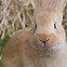 Image result for Cute Bunny Photography
