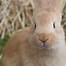Image result for baby bunny rabbits breeds