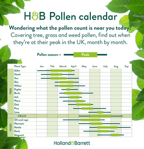 UK Pollen Count Calendar | Hay Fever | Holland & Barrett